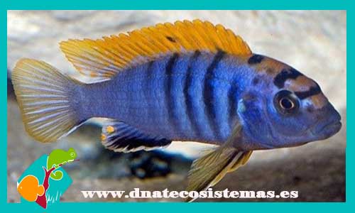 labidochromis-hongi-red-top-3cm-tienda-de-peces-online-peces-por-internet-peces-venta-de-peces-africanos