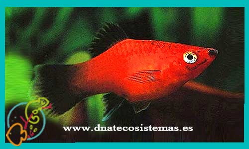 oferta-venta-platy-rojo-wagtail-3-3.5cm-xiphophorus-maculatus-tienda-de-viviparos-baratos-online-venta-peces-agua-dulce-economicos-por-internet-tienda-platys-en-rebajas-online