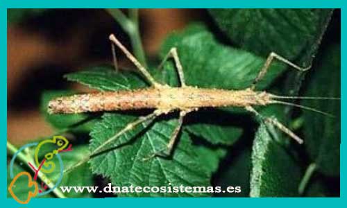 oferta-insecto-palo-neohirasea-sp-venta-de-insectos-online-tienda-de-invertebrados-por-internet-tiendamascotasonline-barato-economico