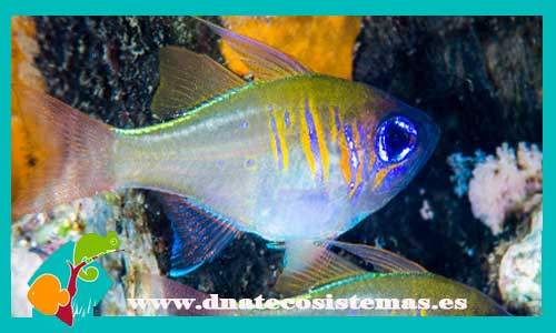 zoramia-leptacanthus-3-4cm-tienda-de-peces-online-peces-por-internet-mundo-marino-todo-marino