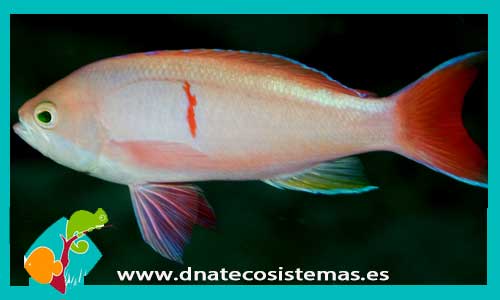 pseudanthias-cooperi-6-8cm-tienda-de-peces-online