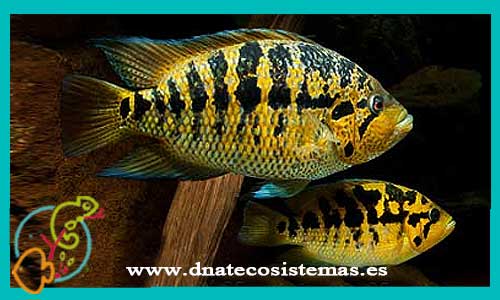 oferta-venta-cichlasoma-jaguar-amarillo-4-5cm-ccee-parachromis-friedrichsthalii-motaguensis-managuensis-dovi-tienda-peces-online-venta-ciclidos-americanos-por-internet-tienda-mascotas-peces-ciclido-rebjas-envio