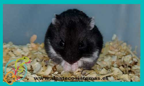 Hamster Ruso Negro SEL