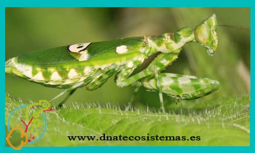 oferta-mantis-chlidonoptera-sp-china-tienda-mantis-online-venta-insectos-por-internet-tiendamascotasonline-venta-invertebrados-internet-barato