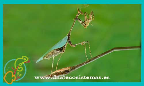 oferta-venta-mantis-sibylla-pretiosa-tienda-mantis-online-venta-insectos-por-internet-tiendamascotasonline-venta-invertebrados-internet-barato