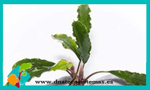 bucephalandra-antyovani-bucephalandra-plantas-para-acuarios-de-agua-dulce