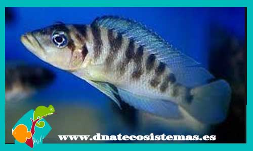 lamprologus-ifasciatus-3-5cm-venta-de-peces-online-venta-de-peces-online-peces-de-agua-dulcde-accesorios-bomba-filtro-alimento-congelado-comida-iman-salabre-pantalla-luces