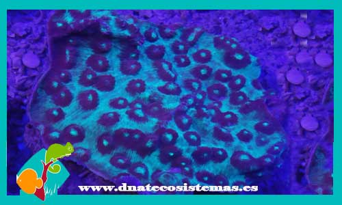mussidae-spp-verde-y-azul-1-tienda-de-peces-online-acuario-plantas-algas-comida-alimento-congelado-seca-vivo