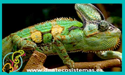 oferta-camaleon-de-yemen-15-17cm-chamaleo-calyptratus-tienda-venta-de-reptiles-online-venta-reptiles-por-internet-barato-tiendamascotasonline-economico