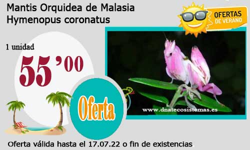 Mantis Orquidea de Malasia
