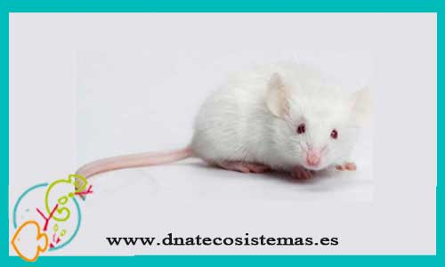 oferta-venta-raton-blanco-mus-musculus-tienda-de-mamiferos-baratos-online-venta-de-roedores-economicos-por-internet-tienda-mascotas-rebajas-online
