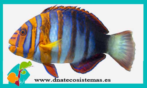 choerodon-fasciatus-tienda-de-peces-online-peces-por-internet-mundo-marino-todo-marino