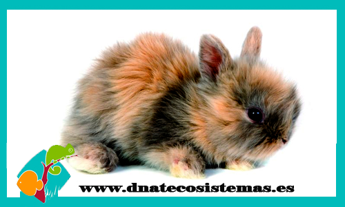 conejo-angora-tricolor-tienda-conejos-online-lo-mejor-para-tu-mascota-juguetes-accesorios-comida-chucherias-golosinas-chip
