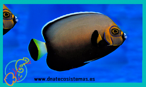 chaetodontoplus-conspicillatus-chaetodontoplus-septentrionalis-tienda-de-peces-online-peces-por-internet-mundo-marino-todomarino