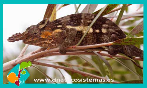 camaleon-del-monte-meru-bradypodin-tavetanum-chamaeleo-tienda-venta-de-reptiles-online