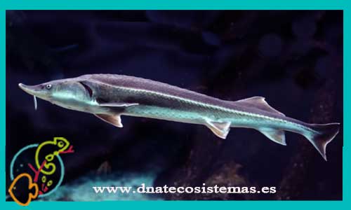 oferta-acipenser-ruthenus-23-29cm-acuario-esturion-tienda-online-peces-venta-de-peces-compra-de-peces-online-peces-baratos-tiendamascotasonline