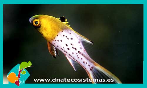 bodianus-anthioides-tienda-de-peces-online-peces-por-internet-mundo-marino-todo-marino