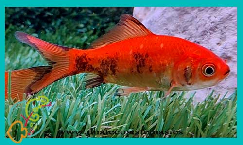 oferta-cometa-rojo-negro-4-7-cm-tienda-online-peces-venta-de-peces-compra-de-peces-online-peces-baratos