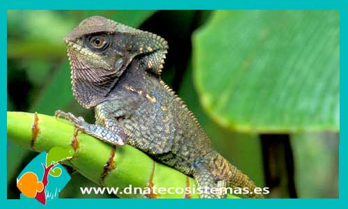iguana-camaleon-crestado-corypahnes-cristatus-dnatecosistemas-venta-online-venta-de-repitiles-internet-reptiles-baratos-iguanas-lagartos-tienda-reptiles