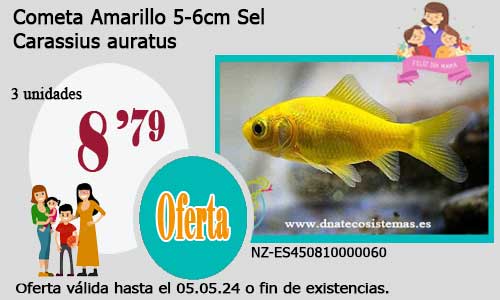 17-04-24-oferta-venta-cometa-sel-amarillo-5-6cm-sel-tienda-online-peces-venta-de-peces-compra-de-peces-online-peces-baratos
