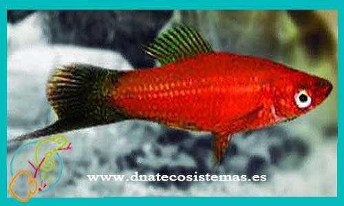 oferta-venta-xipho-rojo-wagtail-4-5cm-sel-xiphophorus-helleri-tienda-peces-tropicales-baratos-online-venta-peces-espadas-por-internet-tienda-mascotas-peces-rebajas-con-envio