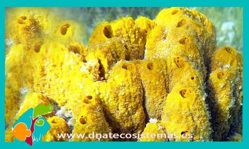 stylotella-aurantium-esponja-coral-blando-coral-duro-amphiprion-percula-onix-tienda-de-peces-online-peces-por-internet-mundo-marino-todo-marino