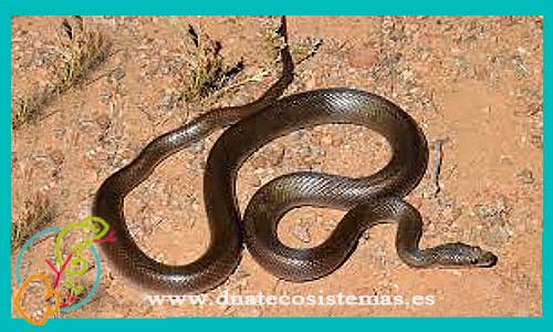 oferta-culebra-africana-ad-lamprophis-fuliginosus-tienda-serpientes-online-venta-reptiles-por-internet-tiendamascotasonline-barato