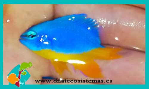 chrysiptera-hemicyanea-tienda-de-peces-online-peces-por-internet-mundo-marino-todo-marino