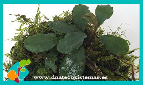 bucephalandra-con-musgo-en-lava-bucephalandra-plantas-para-acuarios-de-agua-dulce