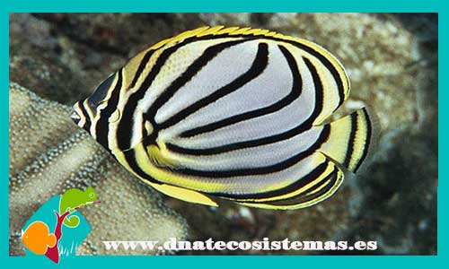 chaetodon-meyeri-6-8cm-tienda-de-peces-online-peces-por-internet-mundo-marino-todo-marino-mundo-animal-sal-roca-skimmer