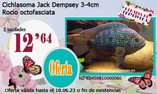 Cichlasoma Jack Dempsey 3-4cm.