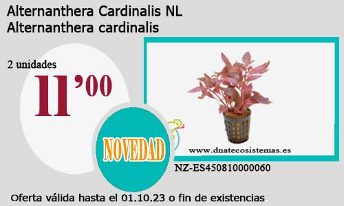 .Alternanthera Cardinalis NL.