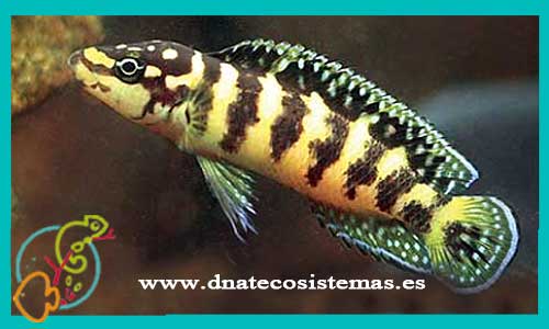 oferta-venta-julidochromis-transcriptus-3-4cm-ccee-dickfeldi-marlieri-ornatus-regani-tienda-peces-tropicales-baratos-online-venta-peces-lago-tanganica-por-internet-tienda-mascotas-peces-africanos-rebajas-envio