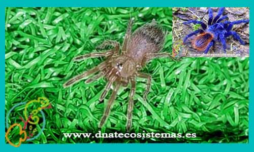 oferta-venta-tarantula-azul-de-brasil-2.5cm-pterinopelma-sazimai-tienda-de-invertebrados-baratos-online-venta-tarantulas-economicas-por-internet-tienda-mascotas-rebajas-online