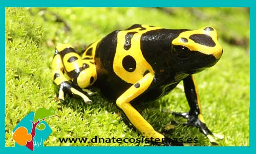 rana-flecha-negra-amarilla-dendrobates-leucomelas-tienda-de-anfibios-online-venta-de-anfibios-online
