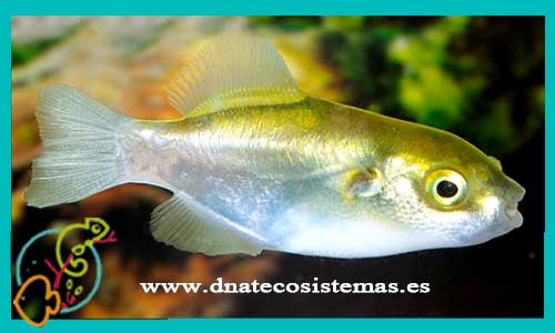 pez-globo-dorado-auriglobus-modestus-tetraodon-lineatus-pez-globo-cebra-fahaka