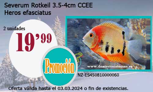 Severum Rotkeil  3.5-4cm CCEE.