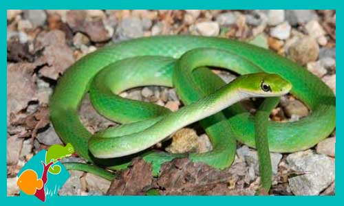 serpiente-verde-insectivora-opheodrys-aestivus-carinatus-serpiente-baratas-tienda-de-reptiles-online-venta-de-reptiles