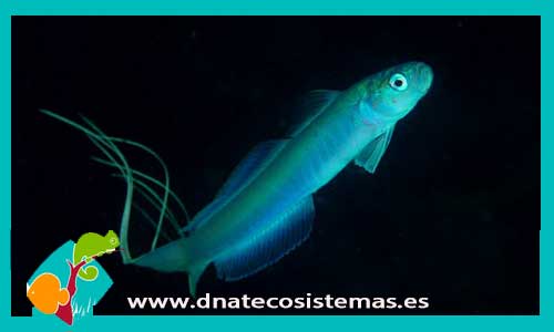 ptereleotris-hanae-tienda-de-peces-online-peces-por-internet-mundo-marino-todo-marino