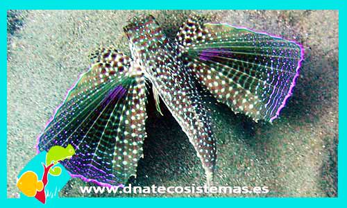dactylopterus-volitans-tienda-de-peces-online-peces-por-internet-mundo-marino-todo-marino