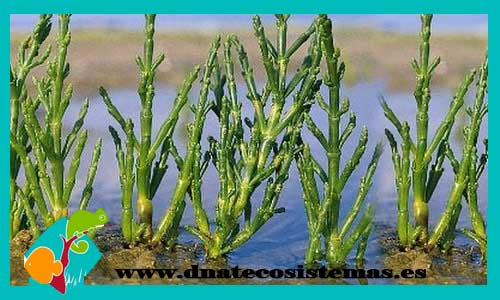 salicornia-planta-marina-rhizophora-mangle-vaina-venta-de-plantas-marinas