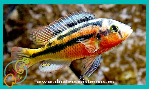 oferta-venta-haplochromis-rock-kribensis-4cm-ccee-haplochromis-obliquidens-nyererei-latifasciatus-tienda-peces-online-venta-cromis-por-internet-tienda-mascotas-peces-ciclidos-rebajas-con-envio