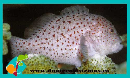 caracanthus-sp-red-1-2cm-caracanthus-maculathus-tienda-de-peces-online-peces-por-internet-mundo-marino-todo-marino