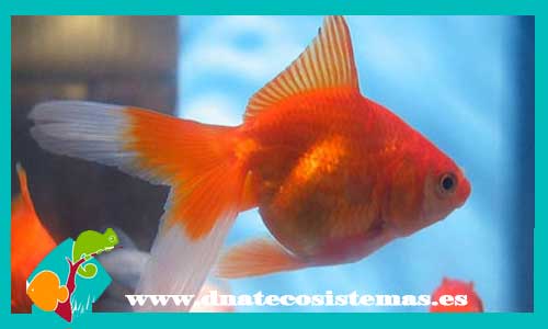 ryukin-rojo-6-7-cm-tienda-online-peces-venta-de-peces-compra-de-peces-online-peces-baratos