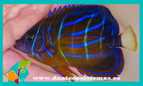 pomacanthus-annularis-l-tienda-de-peces-online-peces-por-internet-mundo-marino-todo-mundo