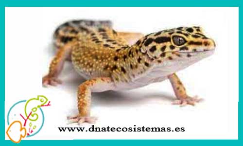 oferta-venta-gecko-leopardo-amarillo-eublepharis-macularius-high-yellow-tienda-de-reptiles-baratos-online-venta-de-geckos-economicos-por-internet-tienda-mascotas-rebajas-online