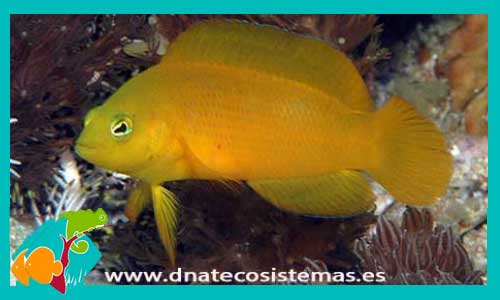 pseudochromis-dorado-6-8cm-aureus-tienda-de-peces-online-peces-por-internet-mundo-marino-todo-marino