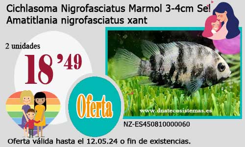 Cichlasoma Nigrofasciatus Marmol 3-4cm Sel.