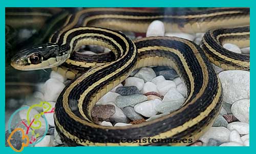 oferta-venta-culebra-jarretera-del-norte-thamnophis-sirtalis-parieta-tienda-de-reptiles-online-serpientes