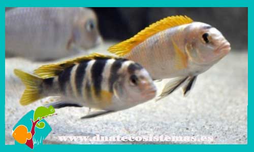 labidochromis-perlmutt-4-5cm-tienda-de-peces-online-peces-por-internet-peces-venta-de-peces-africanos